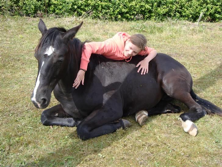 Dansk Varmblod Mazy *Solgt* - Hyggetrolden:) billede 4