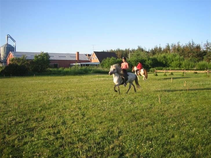 Islænder Frigg fra Donstedet (: <3 - tölt :D  Foto : Far billede 7