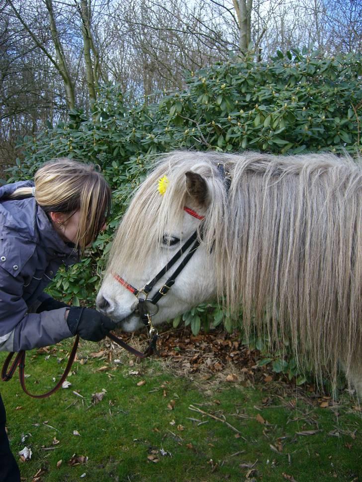 Islænder Frigg fra Donstedet (: <3 - Foto : Linda F billede 8