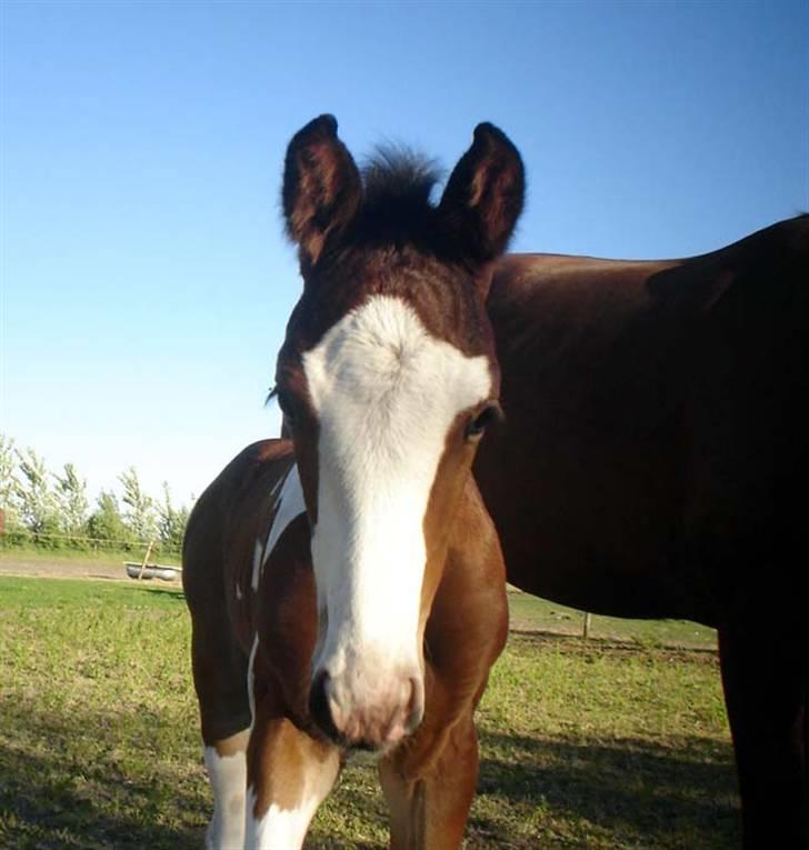 Pinto Nymarksgaards Montoya billede 16