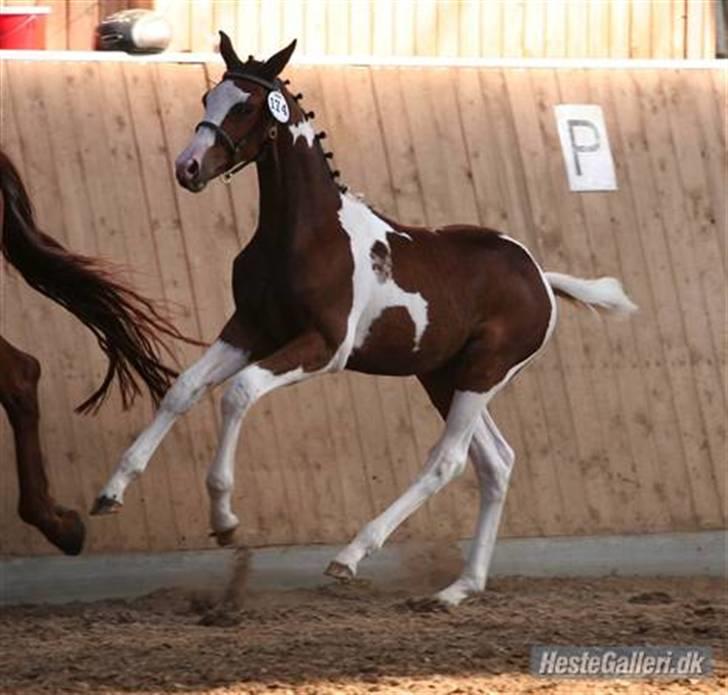 Pinto Nymarksgaards Montoya billede 17