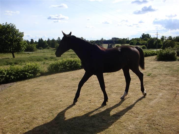Dansk Varmblod Mazy *Solgt* - Hun er gået ind i farmors have :D billede 5