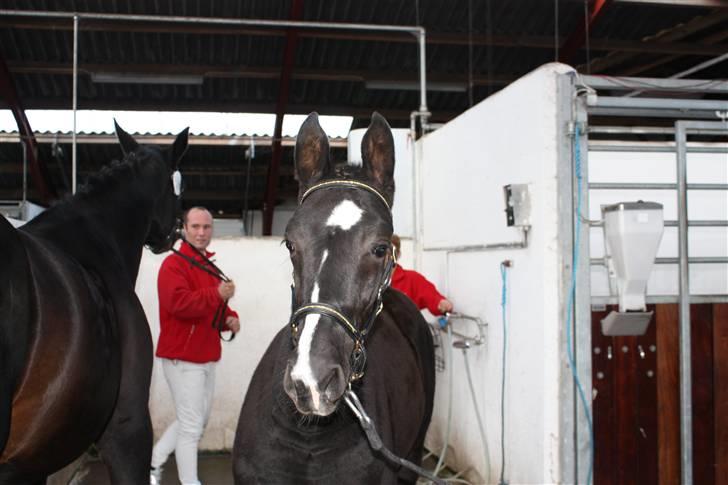 Dansk Varmblod Mazy *Solgt* - hvor var hun fin<33 billede 6