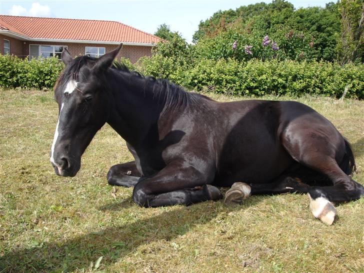 Dansk Varmblod Mazy *Solgt* billede 7