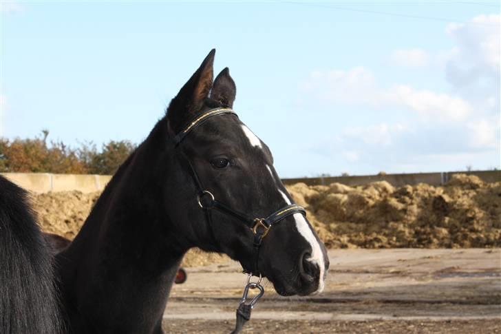 Dansk Varmblod Mazy *Solgt* - sikke fin hun er :D billede 8