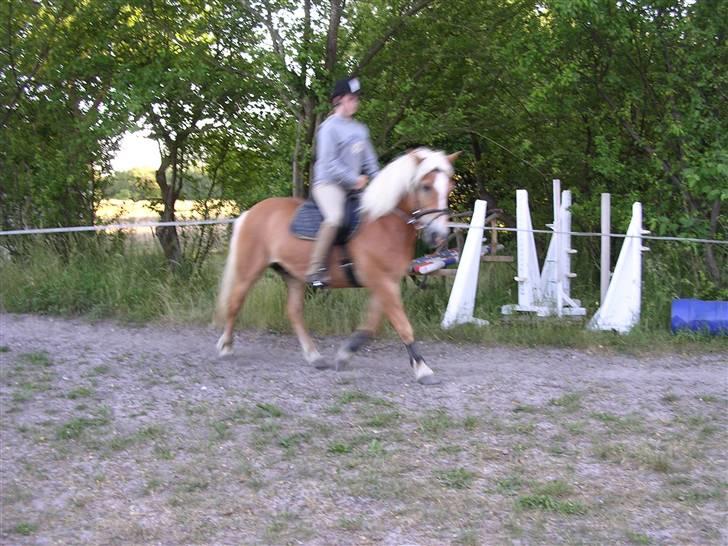 Haflinger starut. - Trænning d. 9 ii 6 INGEN AF MINE BILLEDER MÅ BRUGES PÅ ANDRE SIDER ELLER KOPIERES ! billede 13