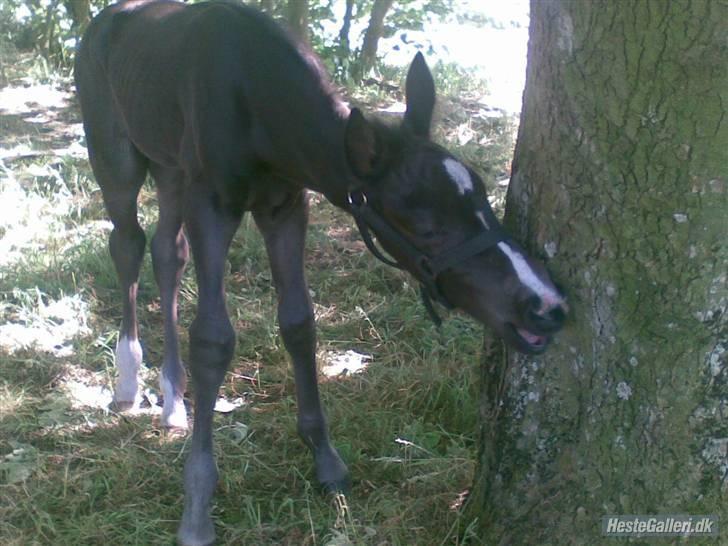 Dansk Varmblod Mazy *Solgt* billede 9