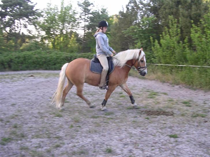 Haflinger starut. - Trænning d. 9 ii 6 INGEN AF MINE BILLEDER MÅ BRUGES PÅ ANDRE SIDER ELLER KOPIERES ! billede 14