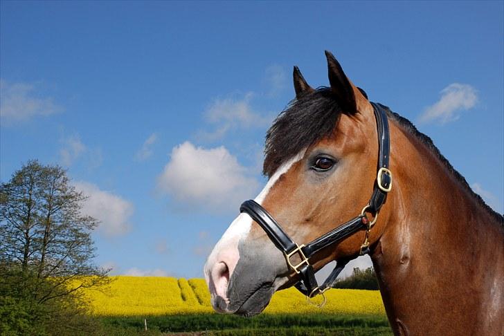 New Forest Elmholts Uventa<3 >SOLGT< - 1: Velkommen til Uventa´s profil! Landsskue i Herning 2010! billede 1