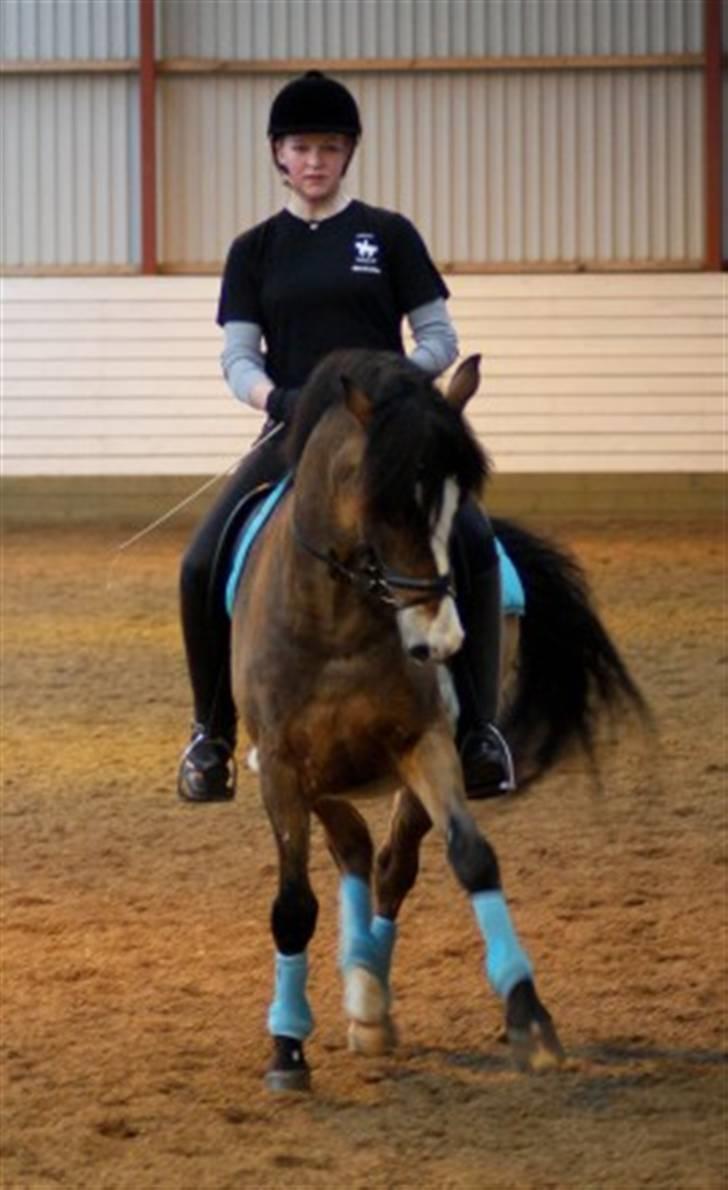 New Forest Elmholts Uventa<3 >SOLGT< - 2: Travers til kursus med Thomas D Larsen den 26/27 februar 2010 ;D billede 2