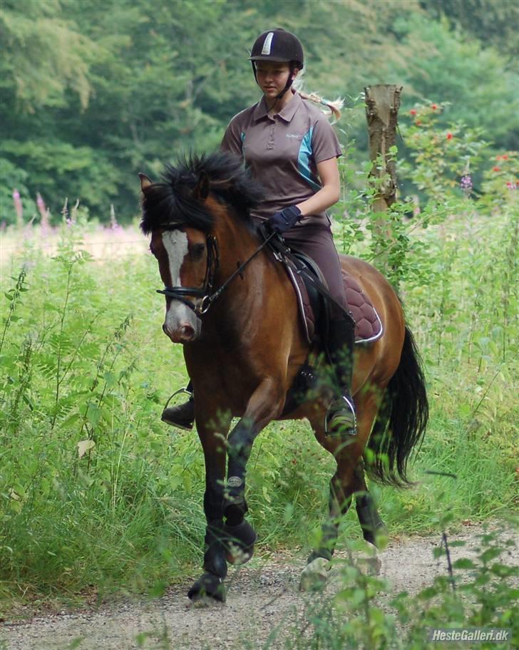 New Forest Elmholts Uventa<3 >SOLGT< - 4: I skoven den 17/7-09.. Tak for billedet Kent :b billede 3