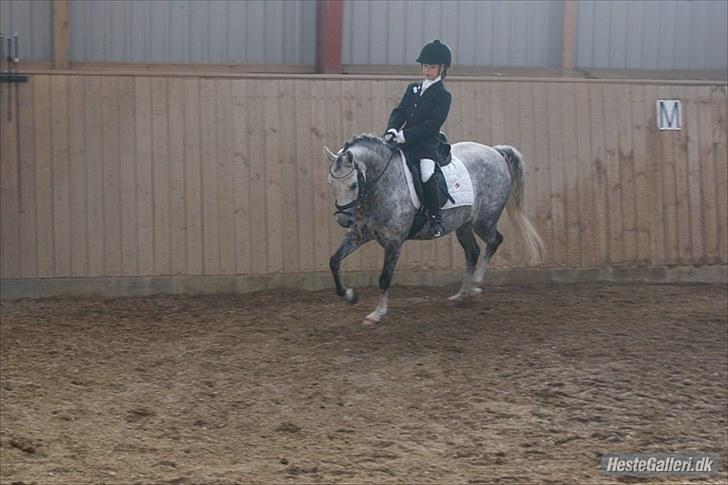 Hollandsk Sportspony Kallista M - B-PONY "SOLGT" - Mig og Kallista-M, Dressur NMRC 2010 billede 1