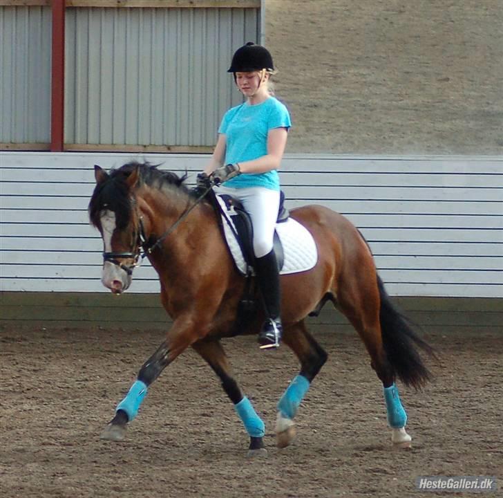 New Forest Elmholts Uventa<3 >SOLGT< - 6: Lækker trav til dressurkursus ved Thomas Larsen den 19-20/9-09! Super godt!! Uventa var en engel!! :´) Tak for billedet Kent :D billede 5