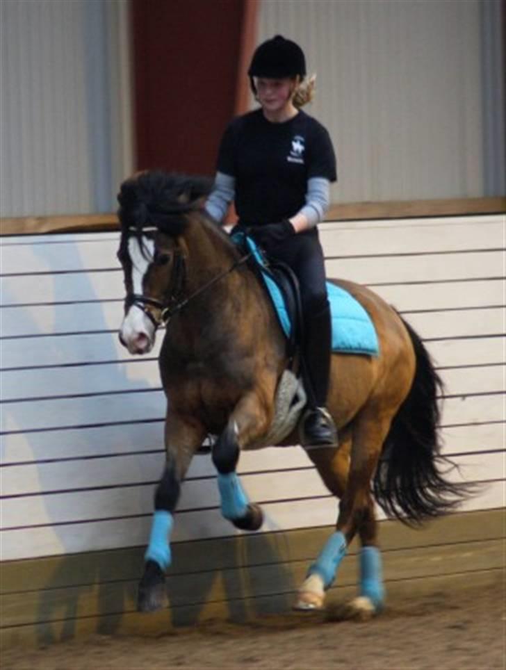 New Forest Elmholts Uventa<3 >SOLGT< - 7: Kursus med Thomas D Larsen den 26/27 februar 2010 billede 6