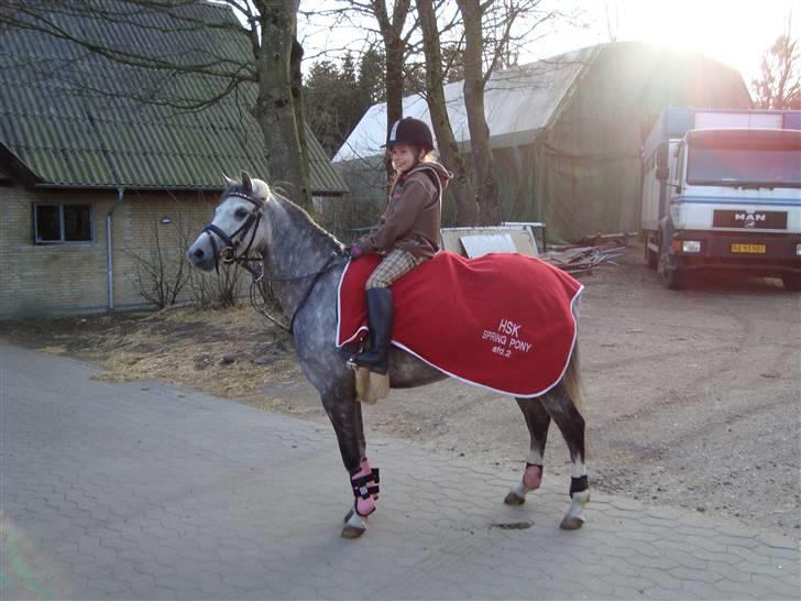 Hollandsk Sportspony Kallista M - B-PONY "SOLGT" - Klar til spring. MRR 2008 billede 5