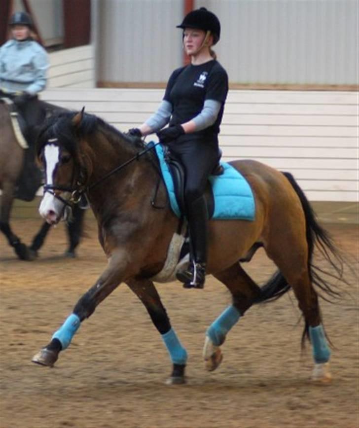 New Forest Elmholts Uventa<3 >SOLGT< - 9: Kursus med Thoams D Larsen den 26/27 februar 2010 :D billede 7