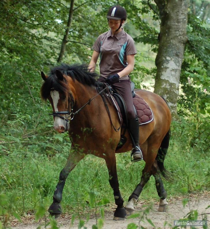 New Forest Elmholts Uventa<3 >SOLGT< - 13: I skoven den 17/7-09 :) Tak for billedet Kent :b billede 10