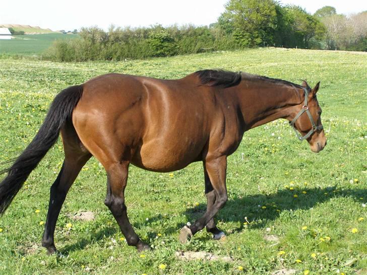 Fuldblod (XX) Blue Line Lady - smukke blue=) billede 4