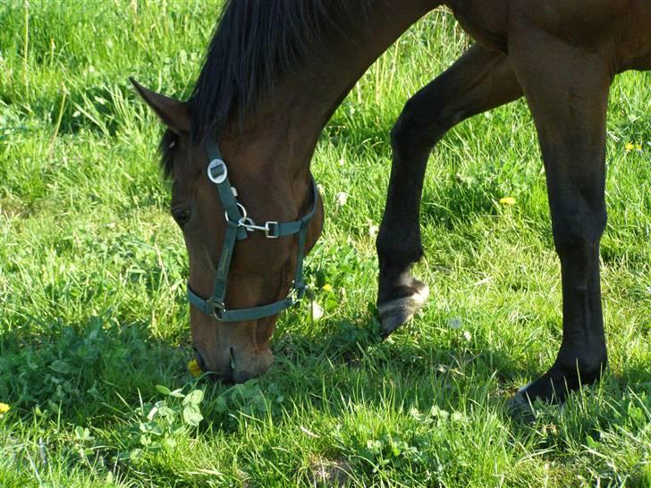Fuldblod (XX) Blue Line Lady - spiser lidt græs billede 5