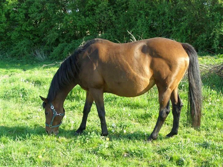 Fuldblod (XX) Blue Line Lady - hun er såååååååå sød!=) billede 6