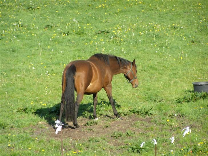 Fuldblod (XX) Blue Line Lady billede 7