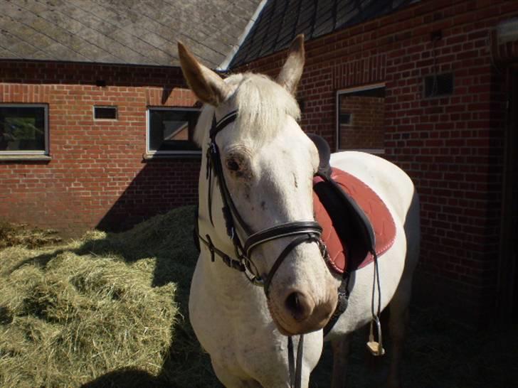 Knabstrupper doktorgaardens sasjarel billede 16