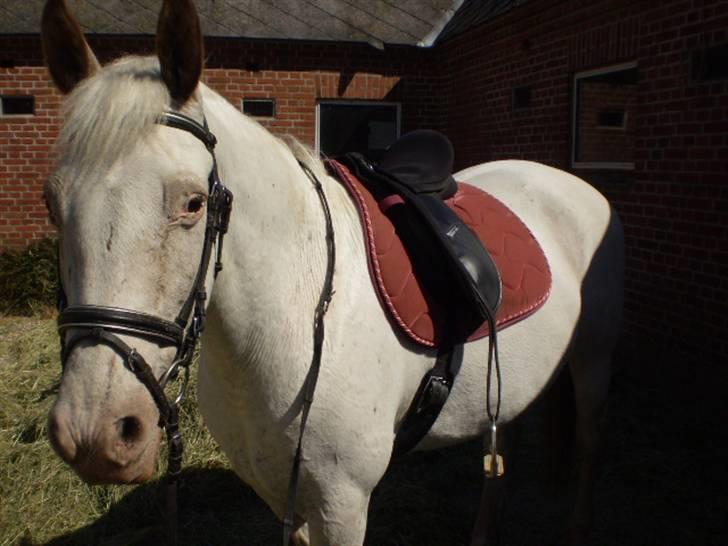 Knabstrupper doktorgaardens sasjarel billede 17
