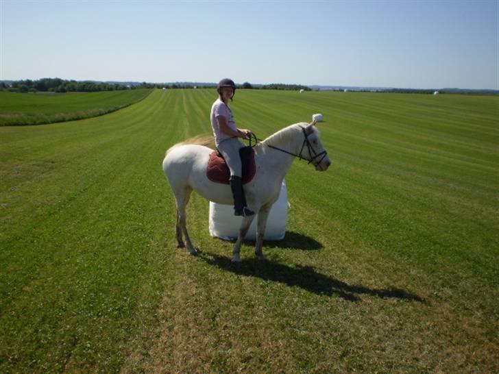 Knabstrupper doktorgaardens sasjarel billede 18