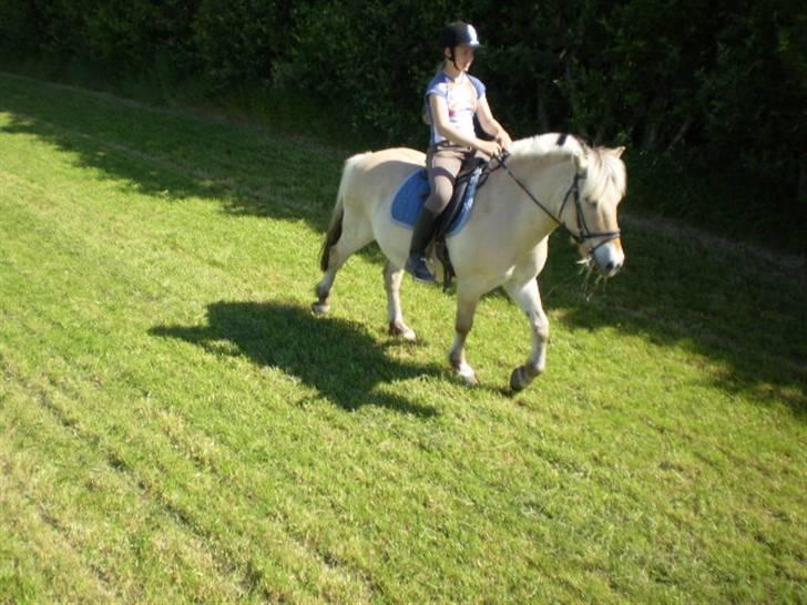 Fjordhest Laban billede 12