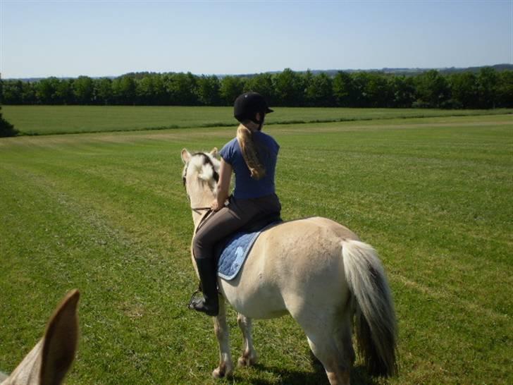 Fjordhest Laban billede 13