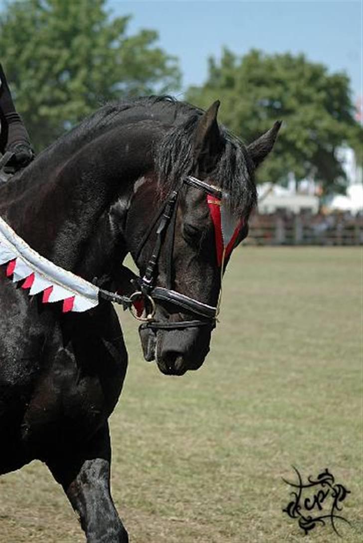 Frieser Sulveren - SOLGT - Nærbillede af Sulveren til Roskilde Dyrskue - med i frieserkvadrillen billede 19