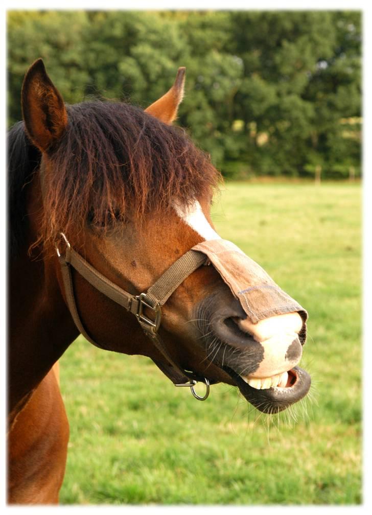 New Forest Elmholts Uventa<3 >SOLGT< - 14: Gaaabbbb... billede 11