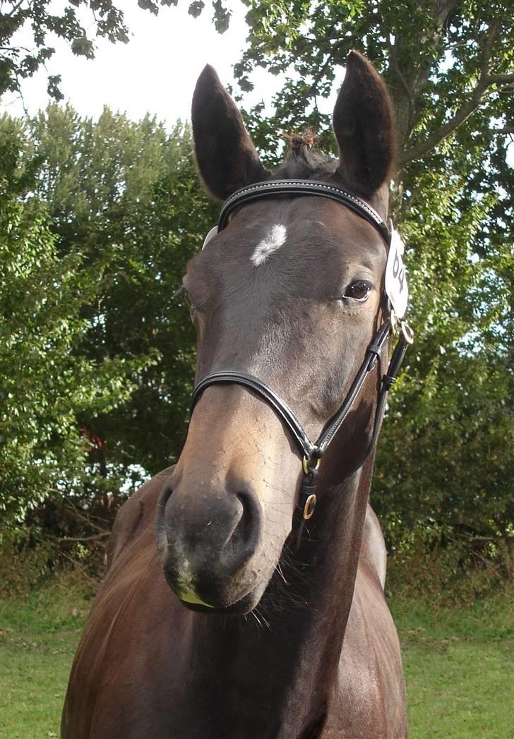 Oldenborg Adell af Vodagergård - Adell på Gørlev Føl- og Plagskue som 1 års. billede 1