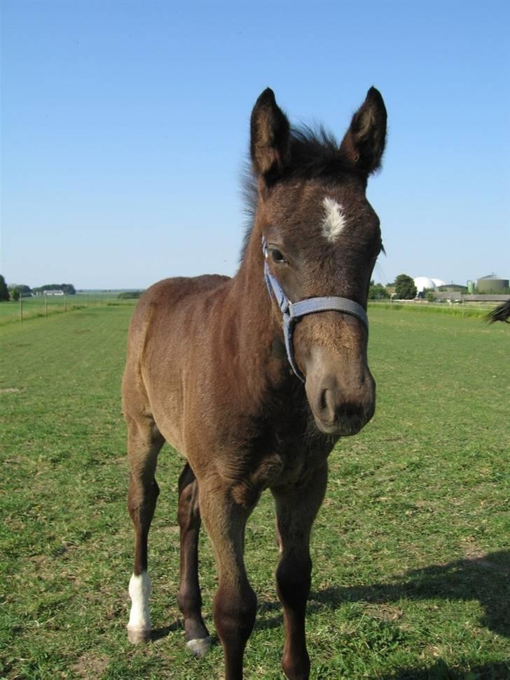 Oldenborg Adell af Vodagergård billede 3