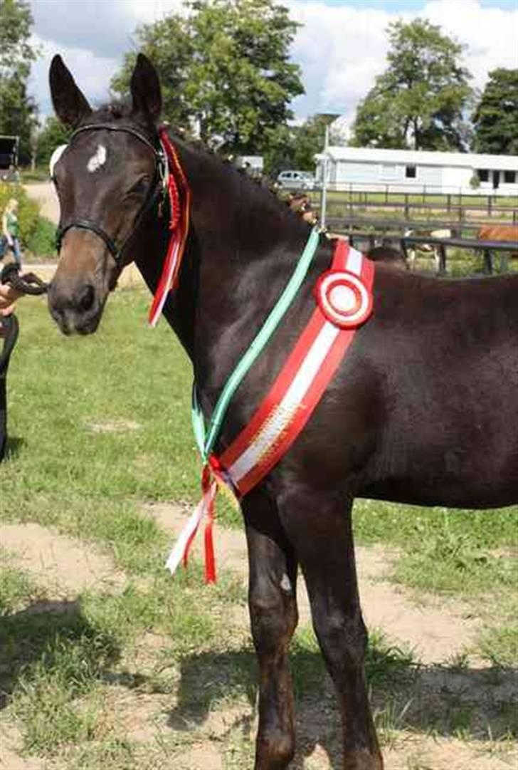 Oldenborg Adell af Vodagergård - Året renavlede føl 2008 billede 4