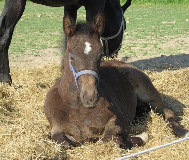 Oldenborg Adell af Vodagergård billede 5