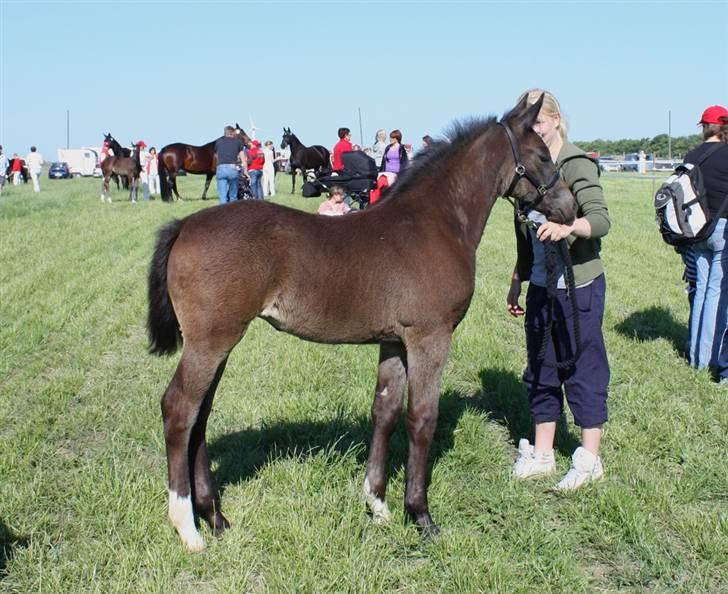 Oldenborg Adell af Vodagergård - Roskilde Dyrskue 2008 billede 6