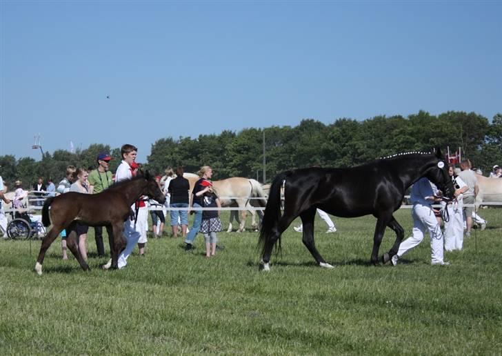 Oldenborg Adell af Vodagergård - Roskilde Dyrskue 2008 billede 7