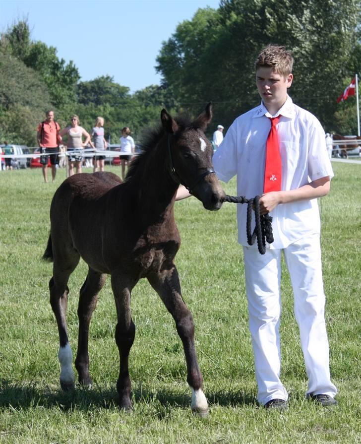 Oldenborg Adell af Vodagergård - Roskilde Dyrskue 2008 billede 8