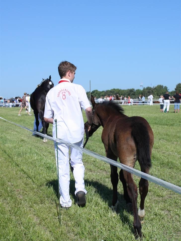 Oldenborg Adell af Vodagergård - Roskilde Dyrskue 2008. Når enden er god... ;-) billede 9