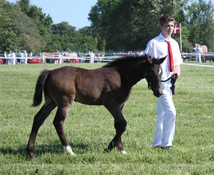Oldenborg Adell af Vodagergård - Roskilde Dyrskue 2008 billede 10