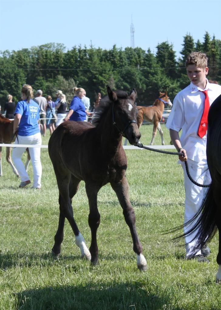 Oldenborg Adell af Vodagergård - Roskilde Dyrskue 2008 billede 11
