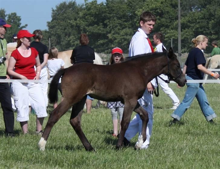 Oldenborg Adell af Vodagergård - Roskilde Dyrskue 2008 billede 12
