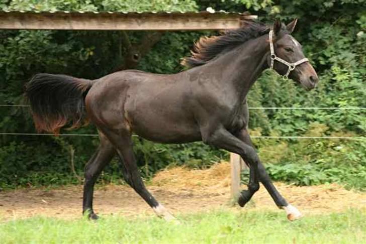 Oldenborg Adell af Vodagergård - Sommeren 2009 billede 13