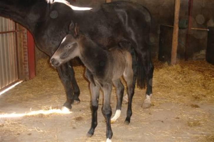 Oldenborg Adell af Vodagergård billede 14