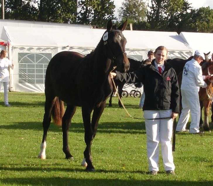 Oldenborg Adell af Vodagergård - Adell og Julie på Gørlev Føl- og Plagskue 2009 billede 15