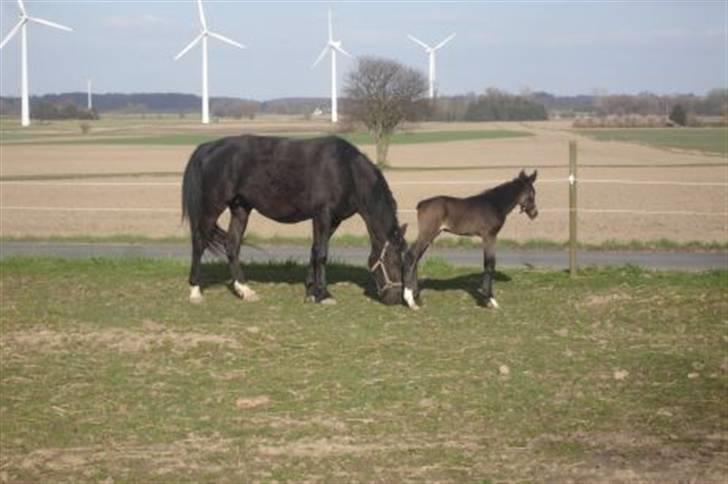 Oldenborg Adell af Vodagergård - Lille Adell på fold for første gang. billede 16