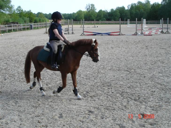 Welsh Mountain (sec A) Arto Déto (R.I.P) :( - er han ikke bare fin billede 2