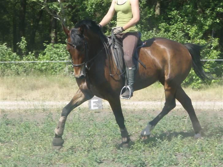 Welsh Cob (sec D)  Dancer *SOLGT* - jeanette rider. :) billede 6