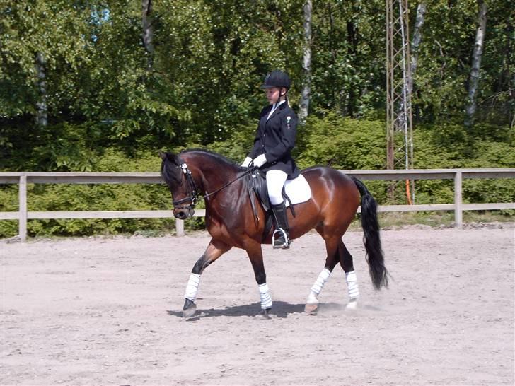 New Forest Bæklunds Mango - Dressur stævne på HUR LB2 billede 6